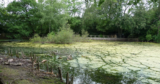 Keston Common Ponds & Bog Invertebrate Survey